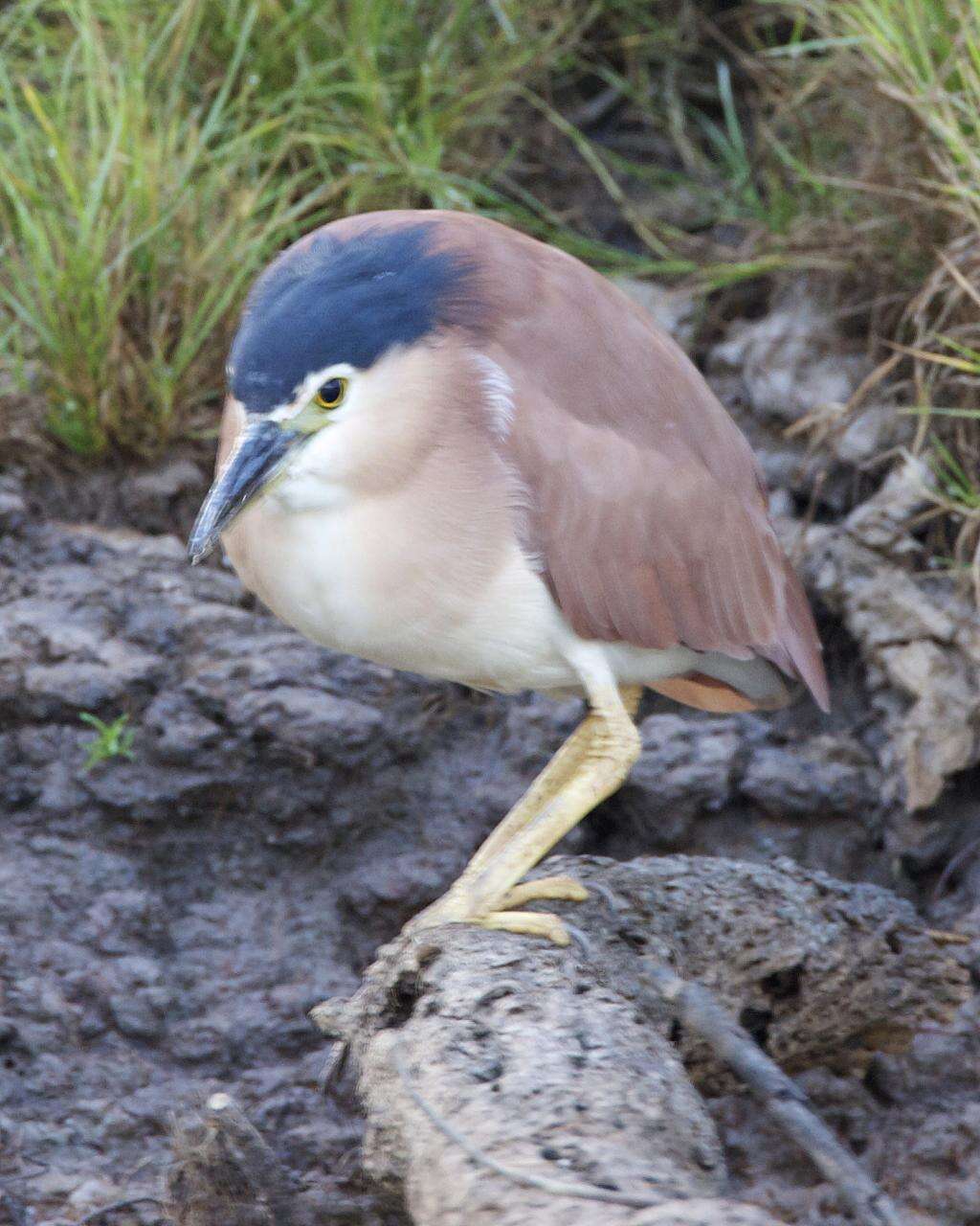 Image of Nankeen Night Heron