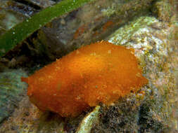 Image of Atlantic side-gilled sea slug