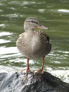 Image of Common Mallard