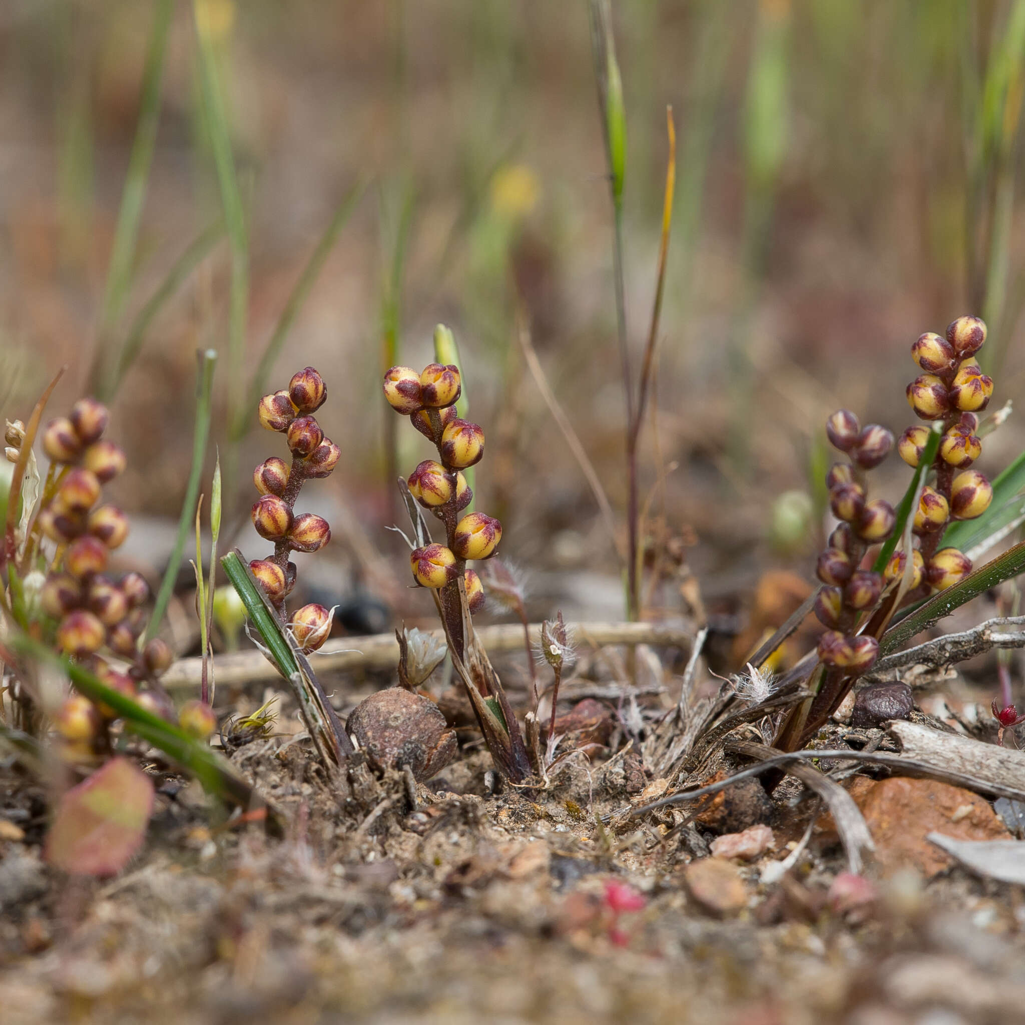 Imagem de Lomandra sororia (F. Muell. ex Benth.) Ewart