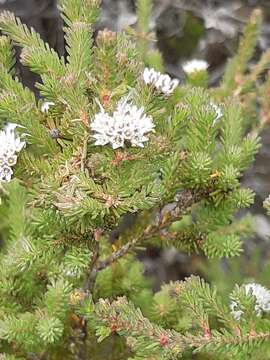 Sivun Darwinia diosmoides (DC.) Benth. kuva