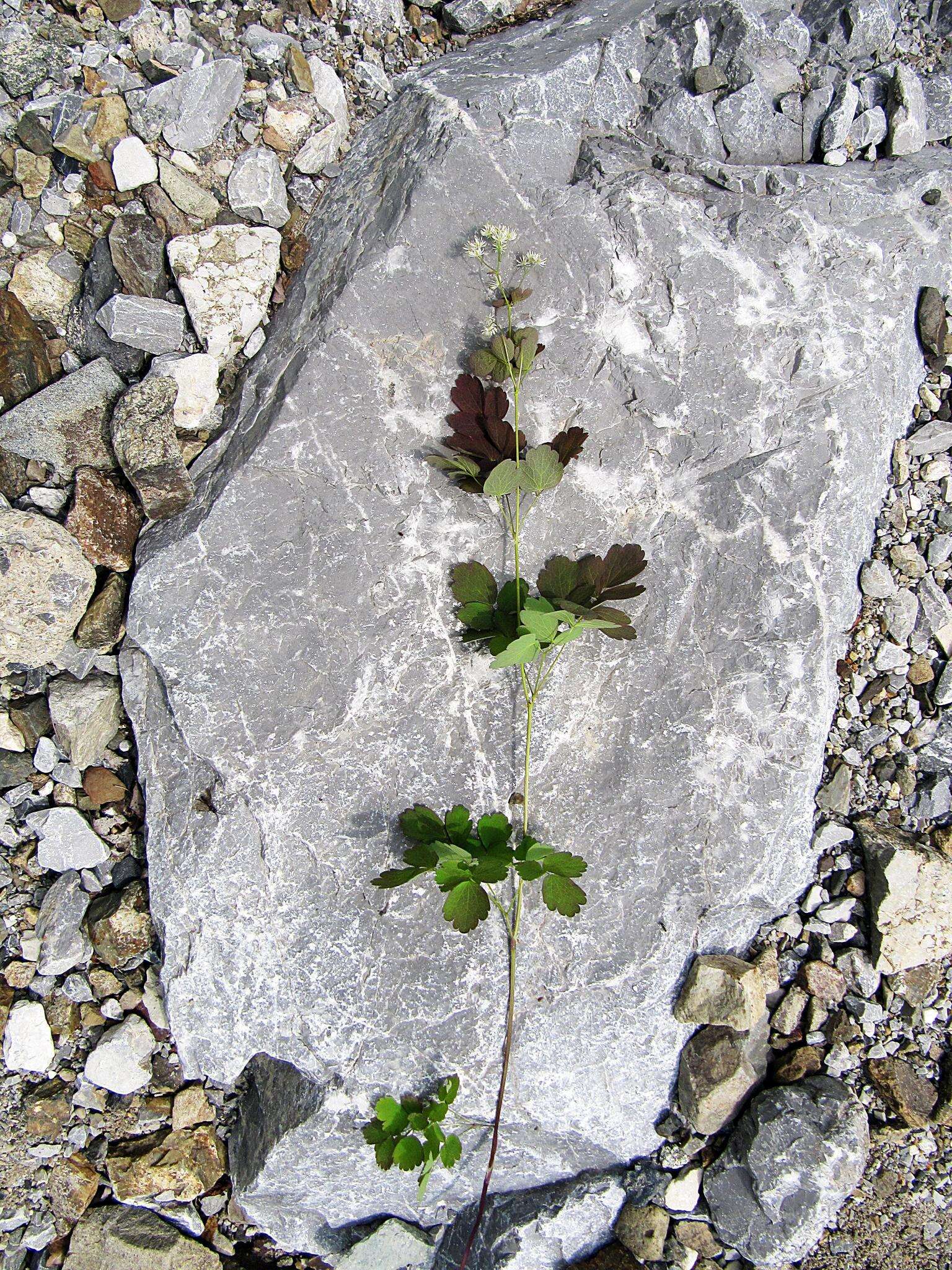 Слика од Thalictrum baicalense Turcz. ex Ledeb.