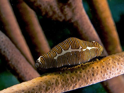 Image of Fingerprint cowry