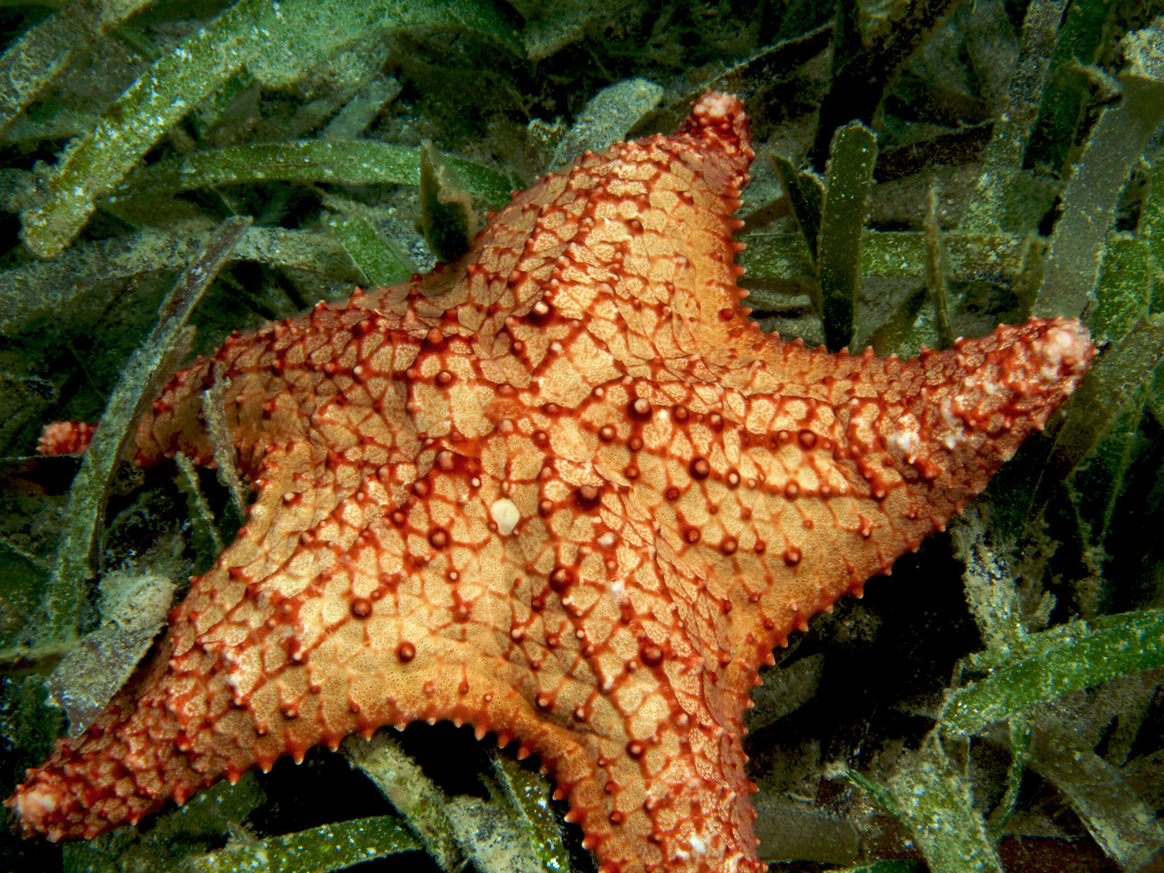 Image of Red cushion sea star