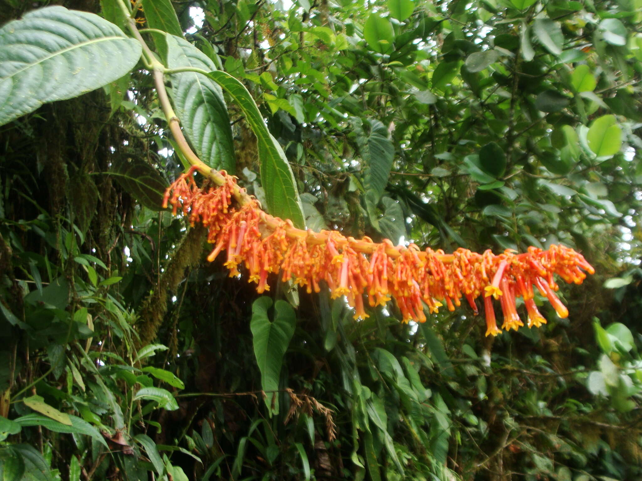 Image de Palicourea sodiroi Standl.