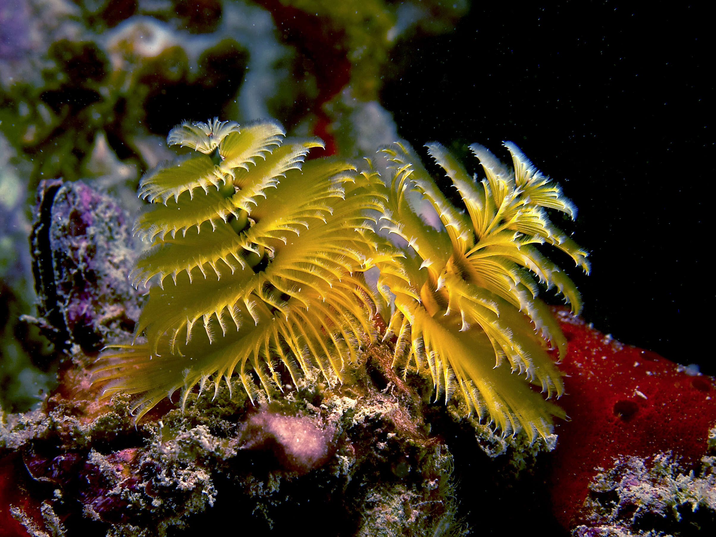 Image of Christmas tree worm