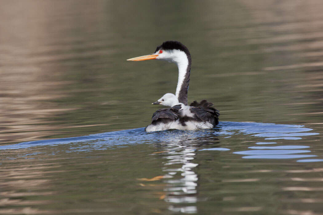 Image of grebes