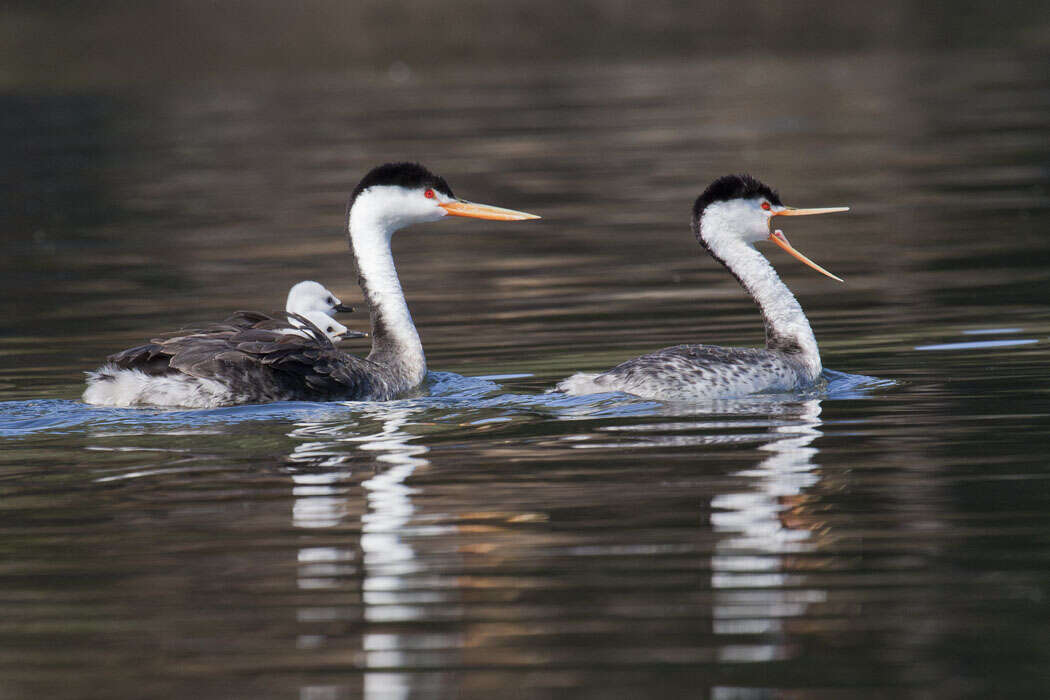 Image of grebes