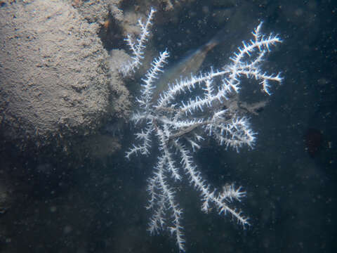 Image of Broad Sea Fan