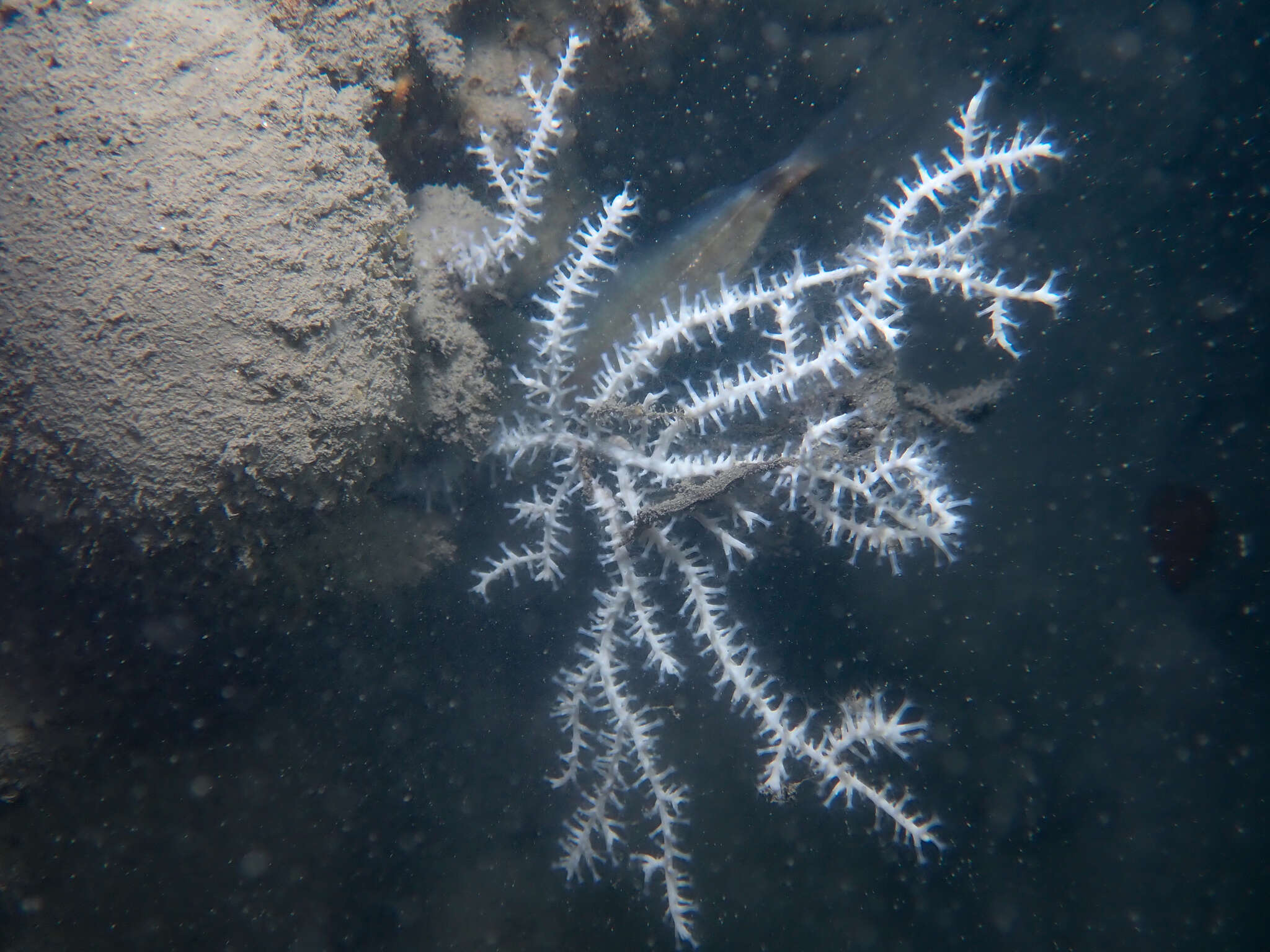 Image of Broad Sea Fan