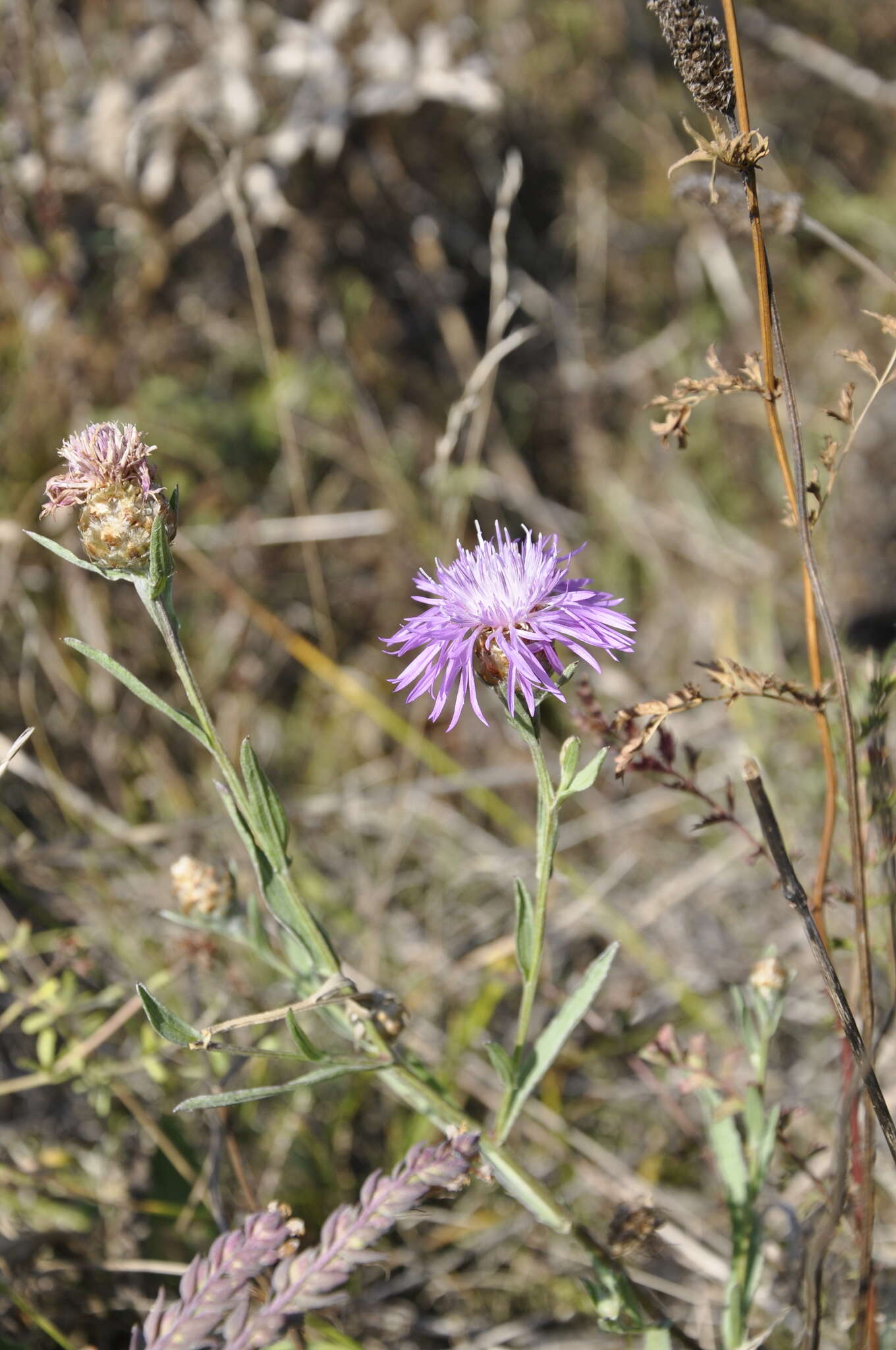 Centaurea jacea subsp. substituta (Czer.) A. D. Mikheev的圖片