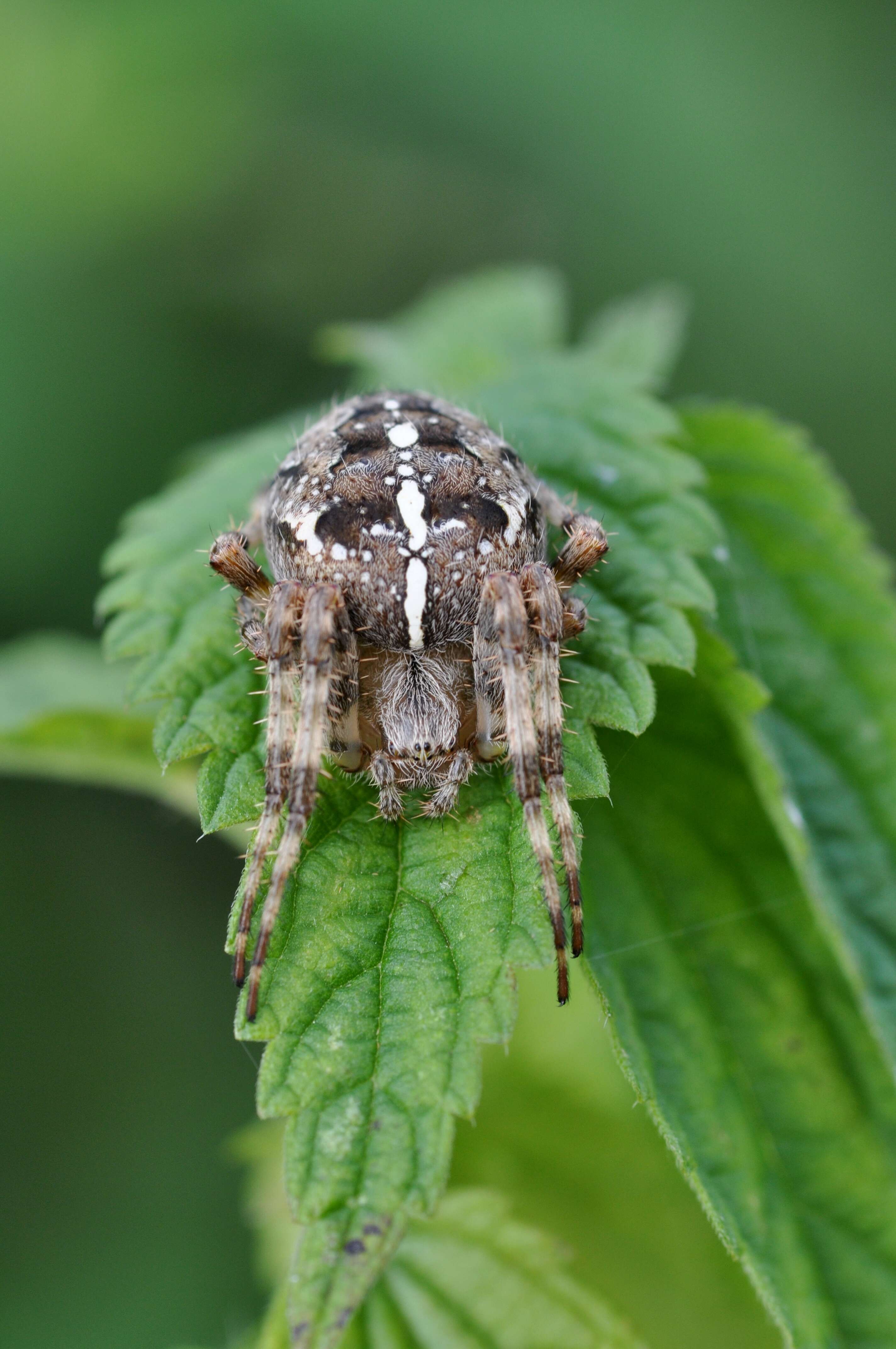 Image of Garden spider