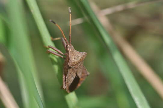 Image of Coreus