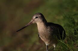 Image of Bar-tailed Godwit