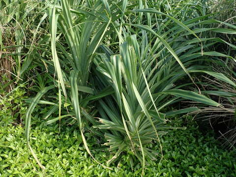 Image of Pandanus odorifer (Forssk.) Kuntze