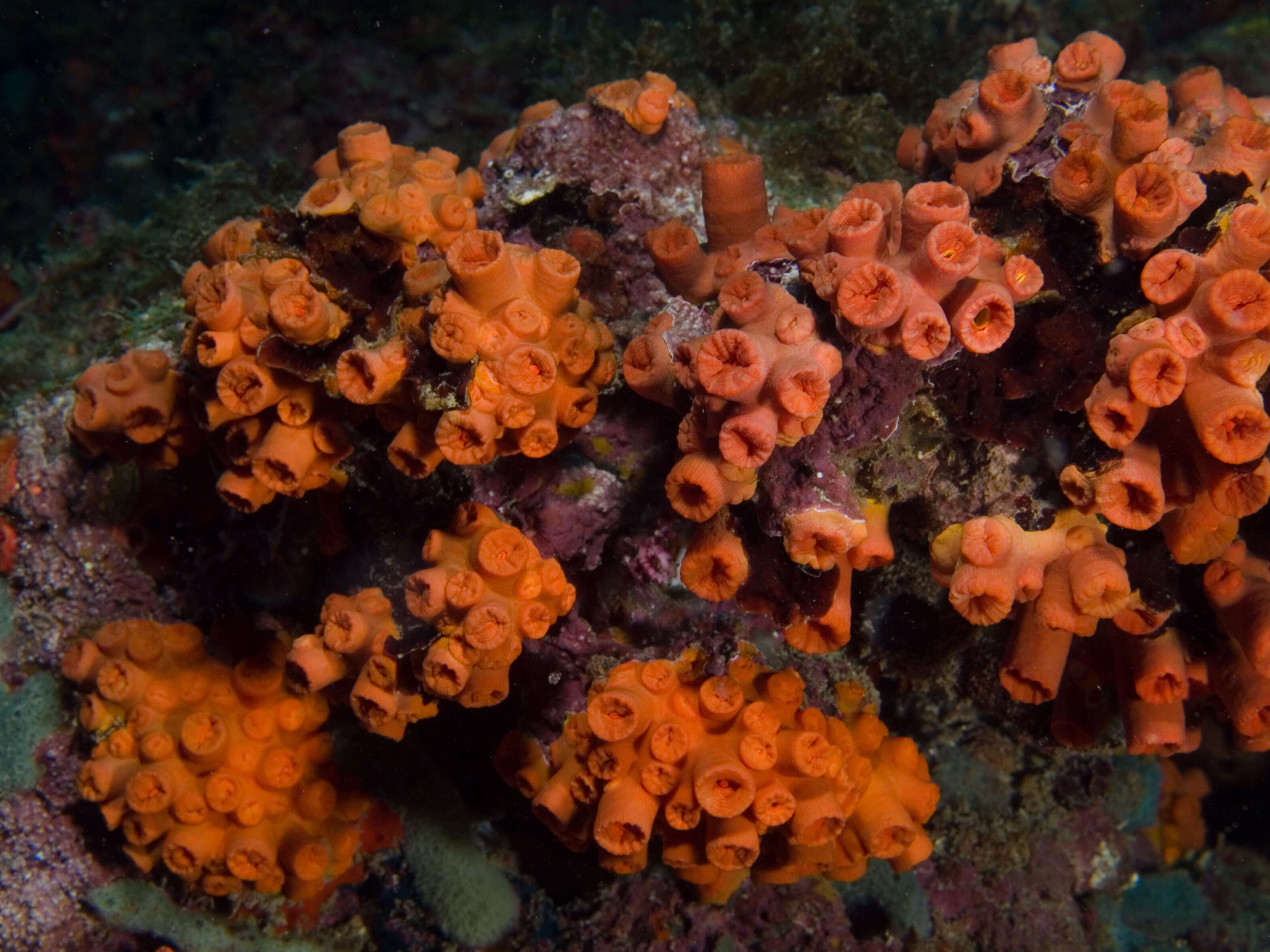 Image of Orange Cup Coral