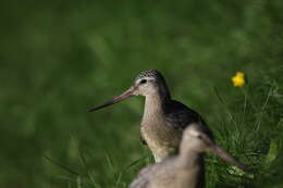 Image of Bar-tailed Godwit