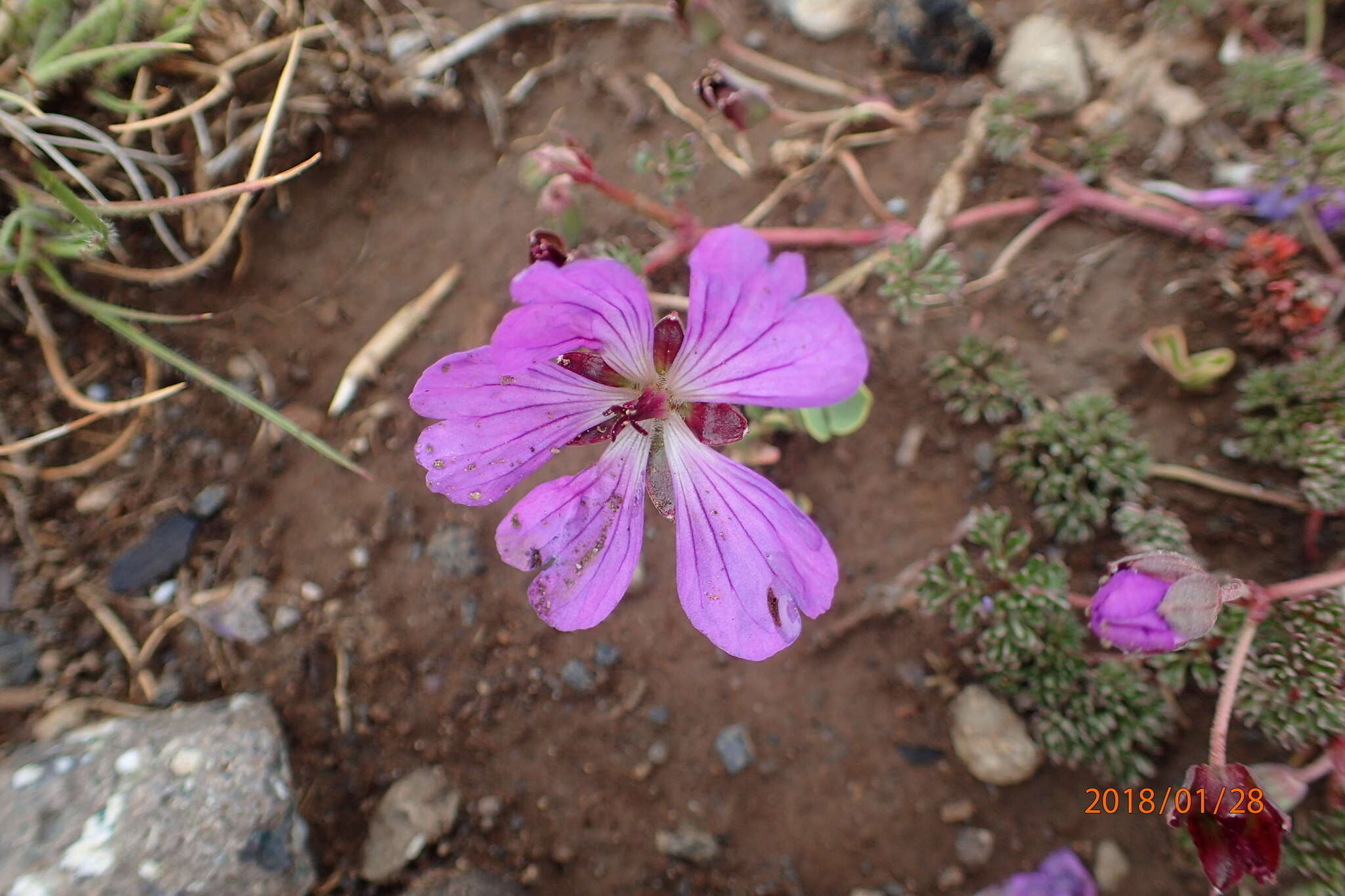 Image of Geranium multisectum N. E. Br.