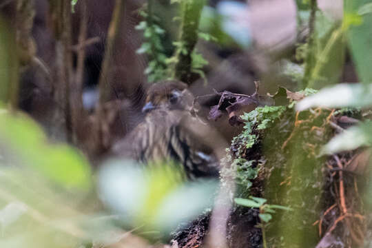 Image of Short-tailed Antthrush