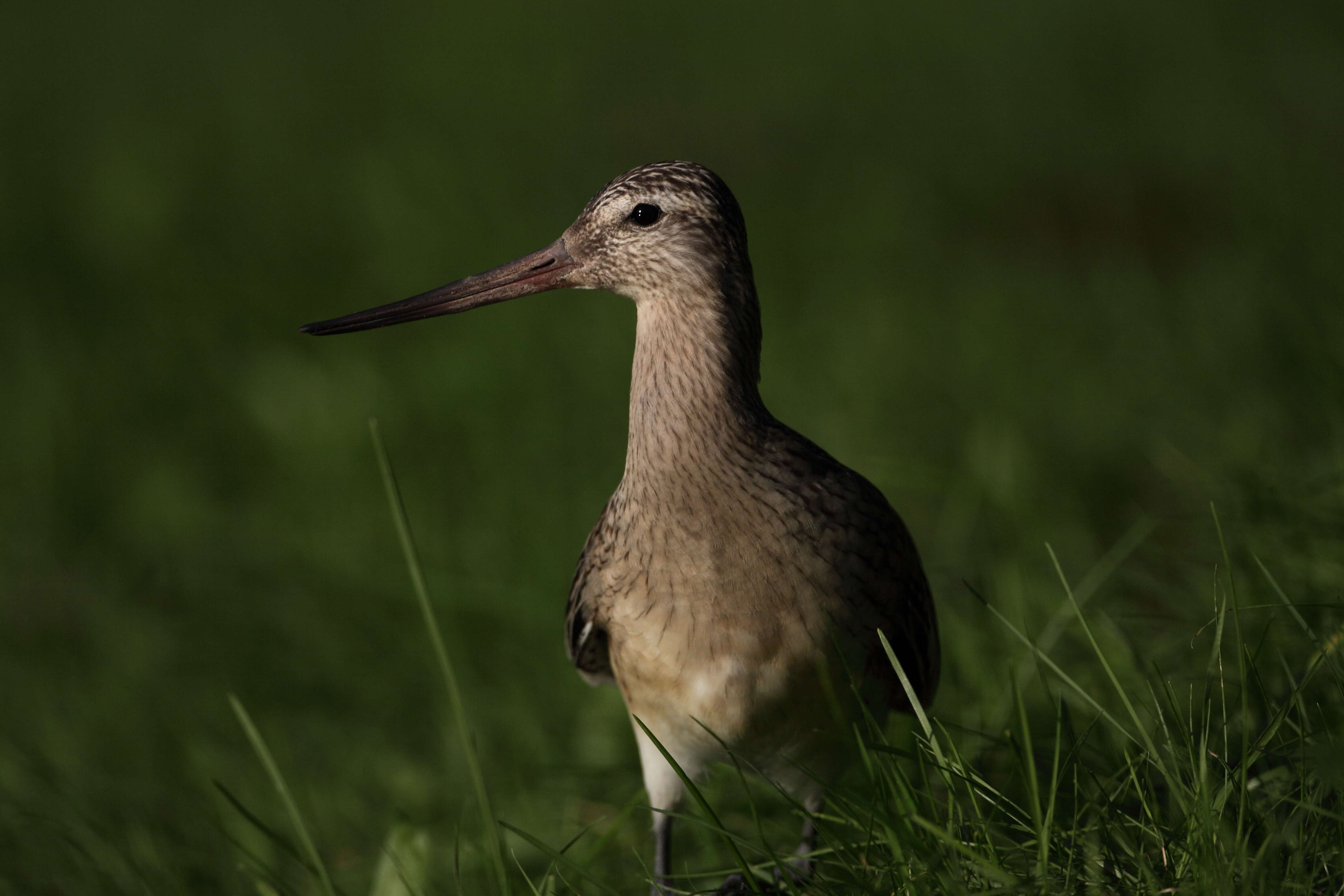 Image of Bar-tailed Godwit