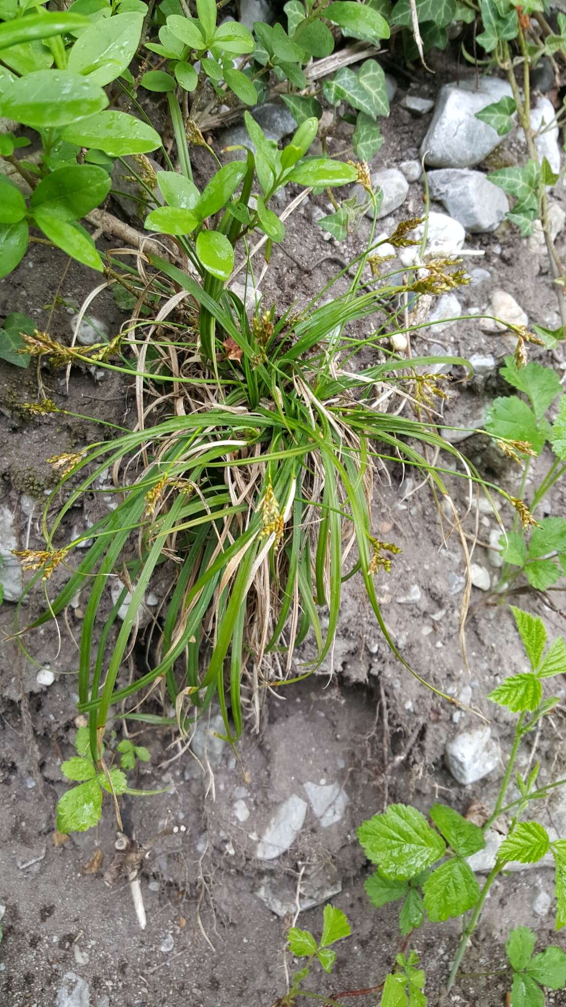 Image of Carex ornithopoda Willd.