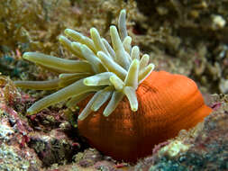 Image of Giant anemone