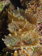 Image of corallimorpharians 