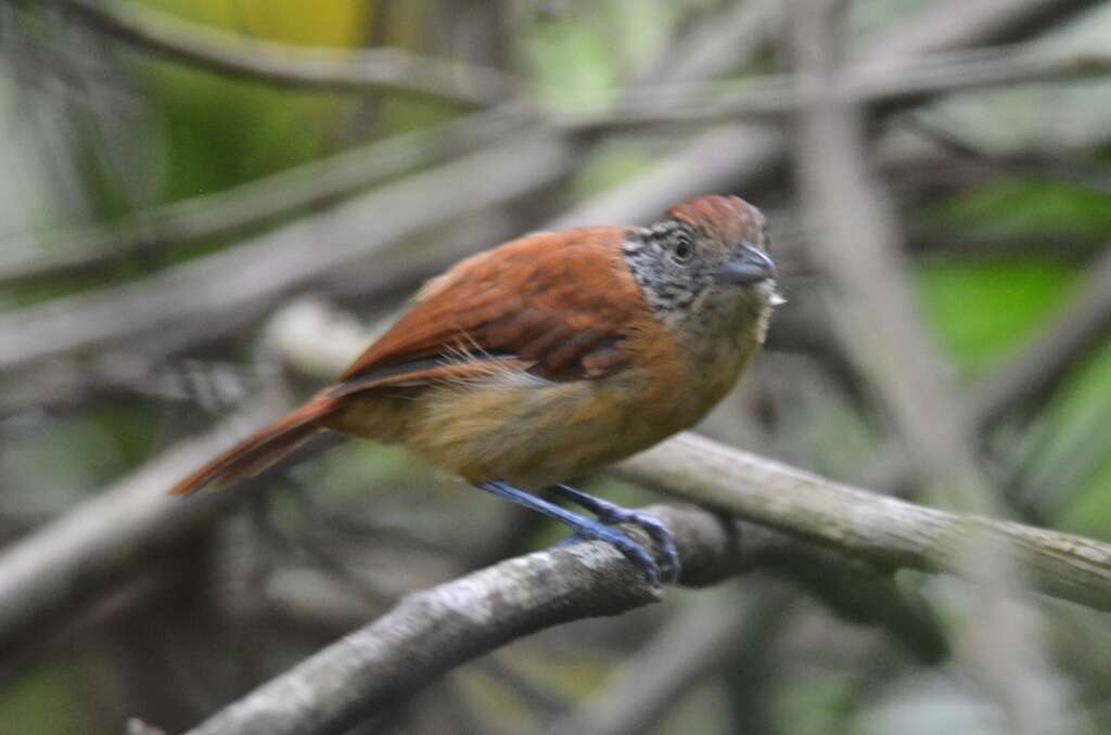 Image of Barred Antshrike