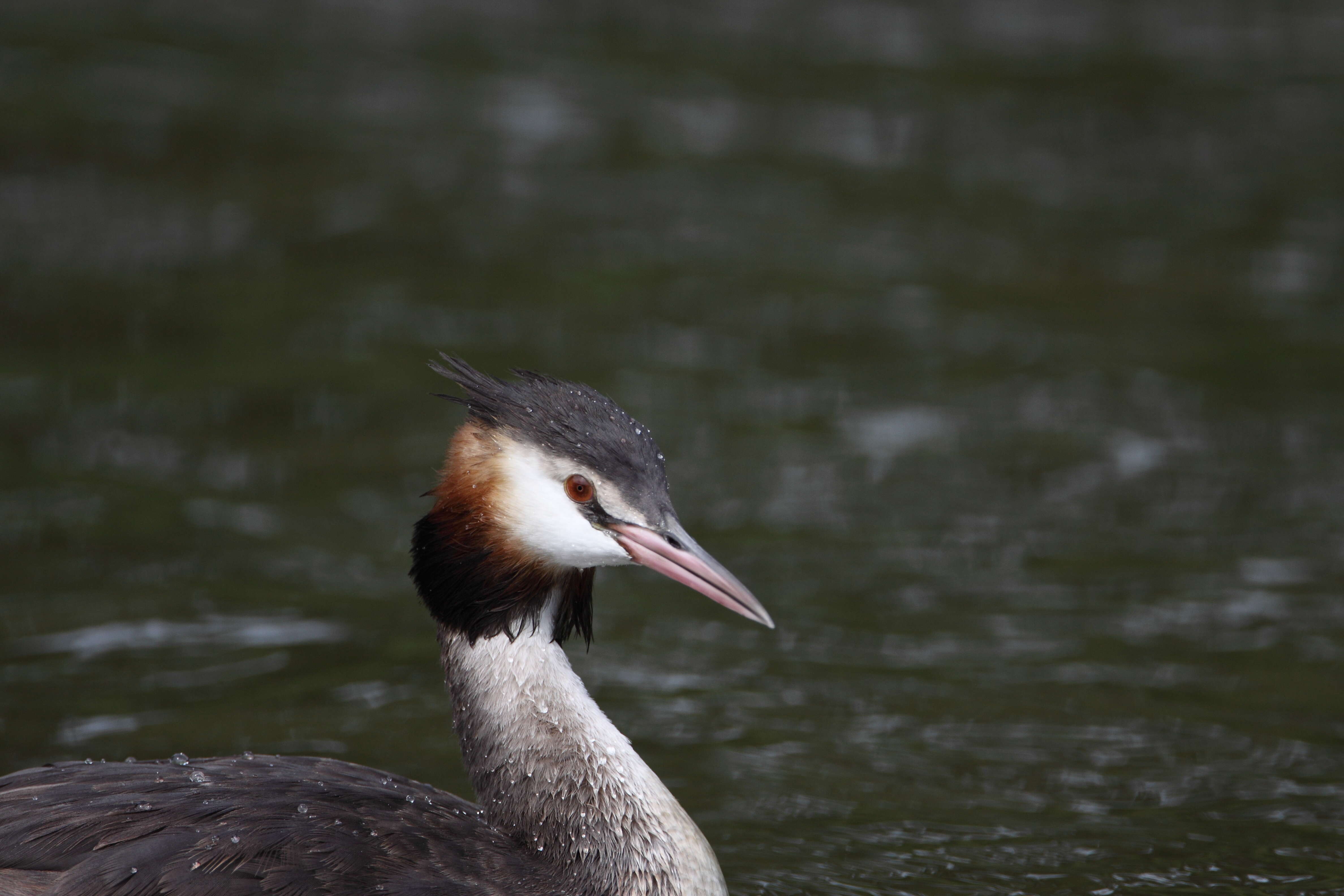 Image of Podiceps Latham 1787