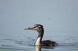 Image of Podiceps Latham 1787