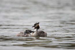 Image of Podiceps Latham 1787