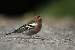 Image of Fringilla Linnaeus 1758