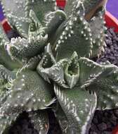 Image of Faucaria tigrina (Haw.) Schwant.