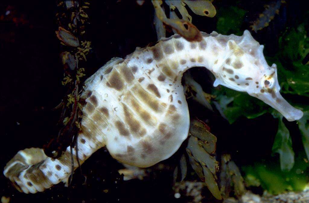 Image of Big-belly Seahorse