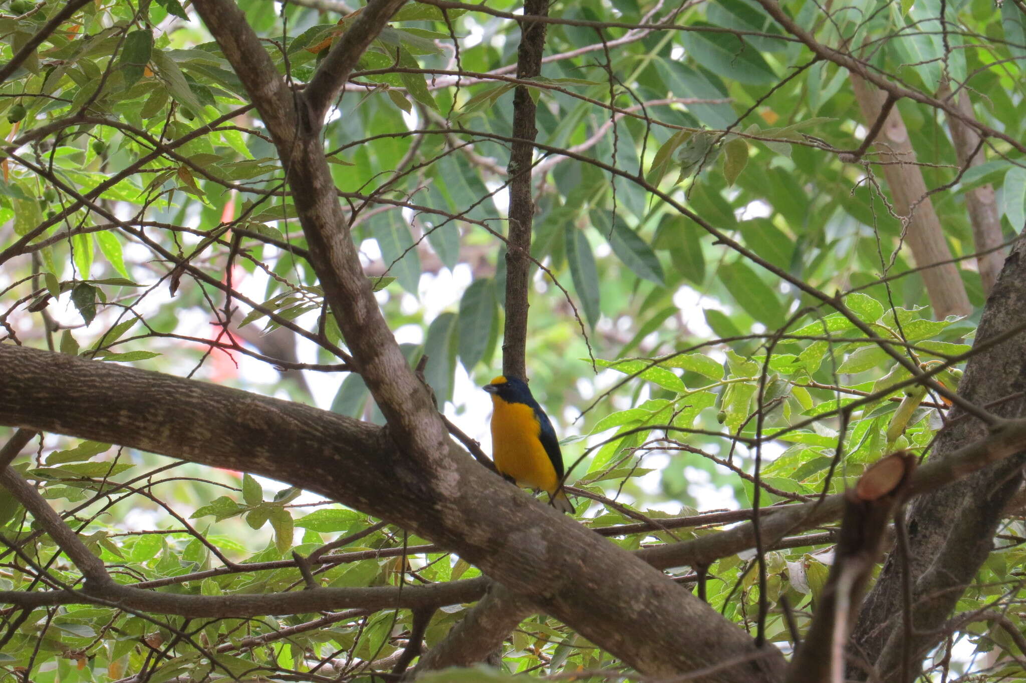 Image of Yellow-throated Euphonia