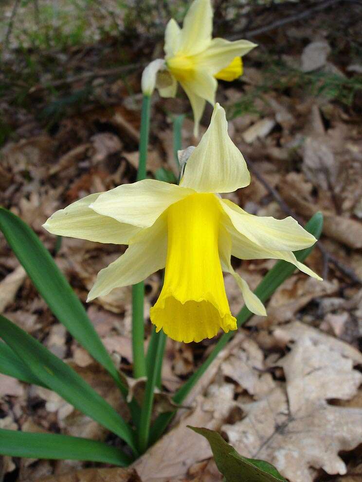 Image of daffodil