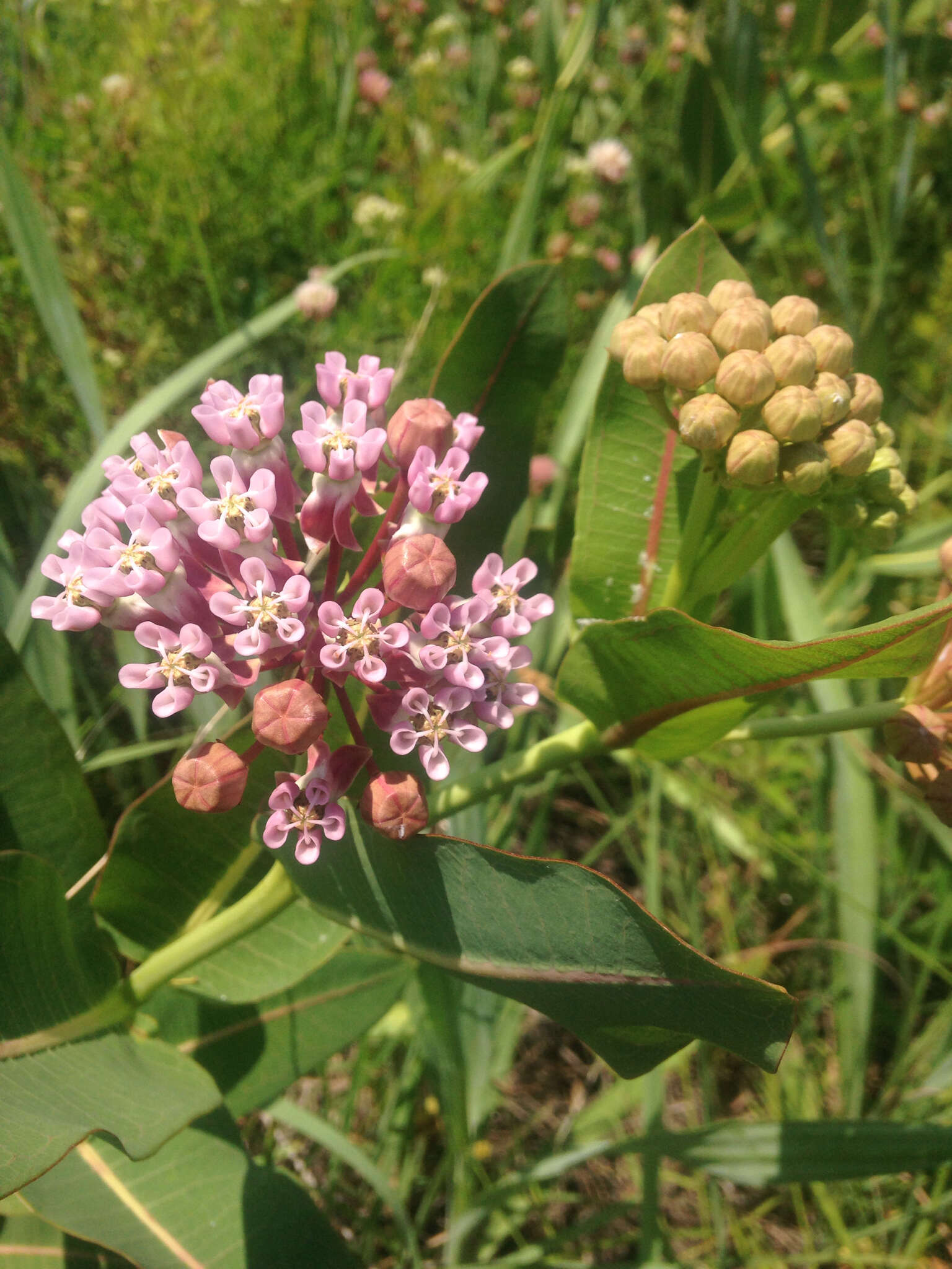 Image of prairie milkweed