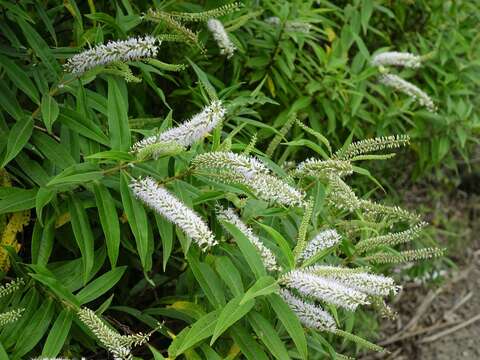 Image of Veronica stricta Banks & Soland. ex Benth.