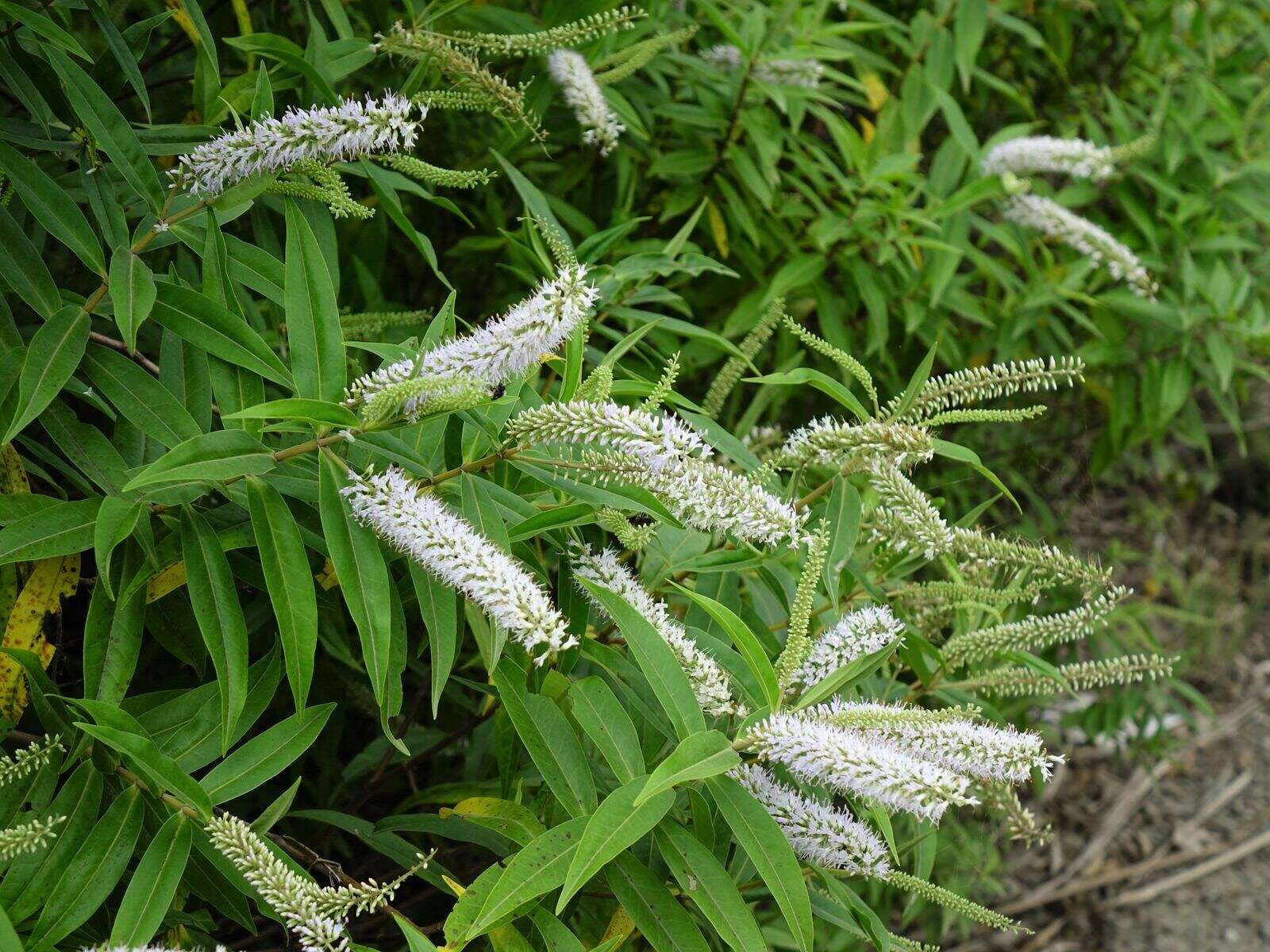 Image of Veronica stricta Banks & Soland. ex Benth.