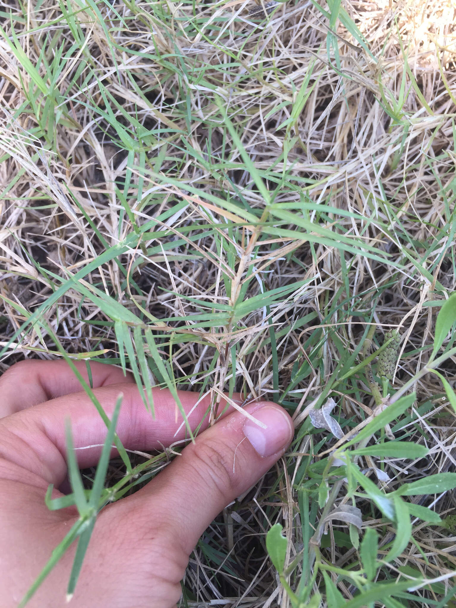 Image of Bermudagrass