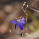 Imagem de Thelionema caespitosum (R. Br.) R. J. F. Hend.