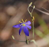 Image of Thelionema caespitosum (R. Br.) R. J. F. Hend.