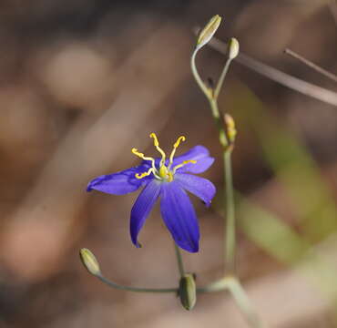 Слика од Thelionema caespitosum (R. Br.) R. J. F. Hend.