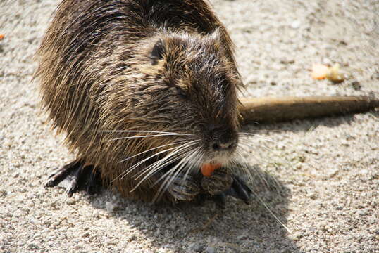 Image of River Rats