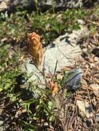 Image of cobwebby Indian paintbrush