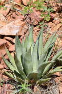 Image de Agave gracilipes Trel.