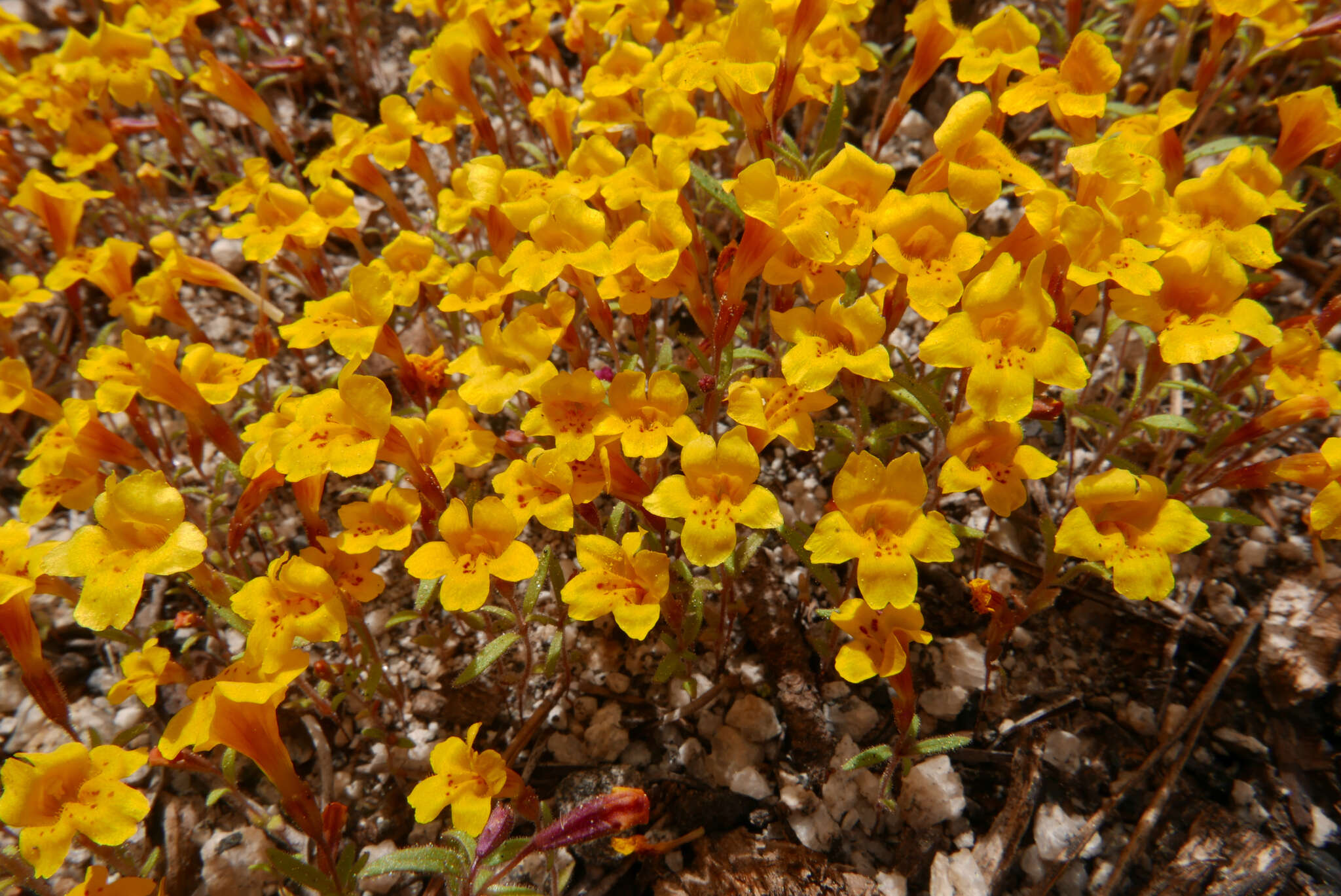 Image of mointain monkeyflower