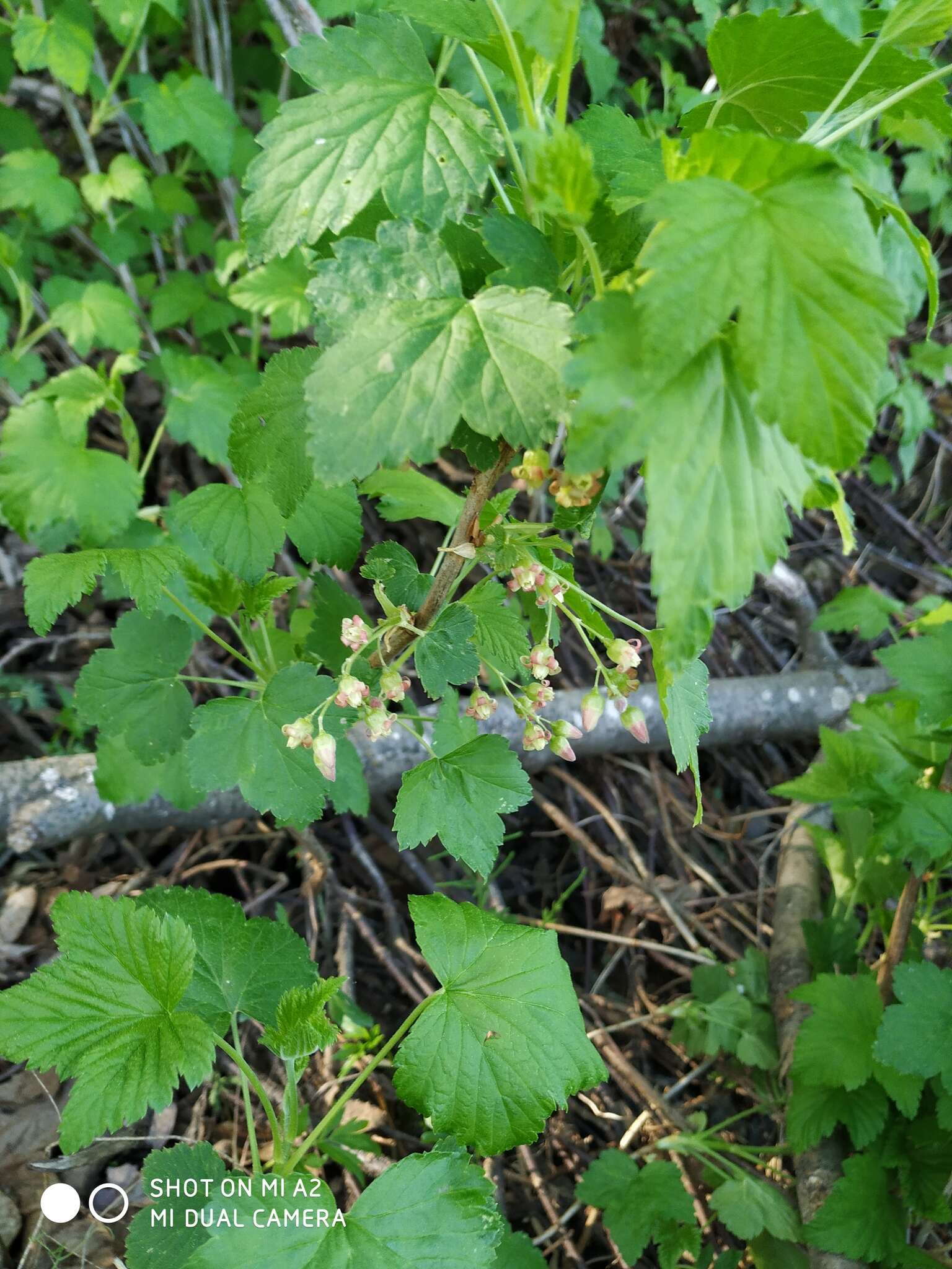 Image of Black Currant