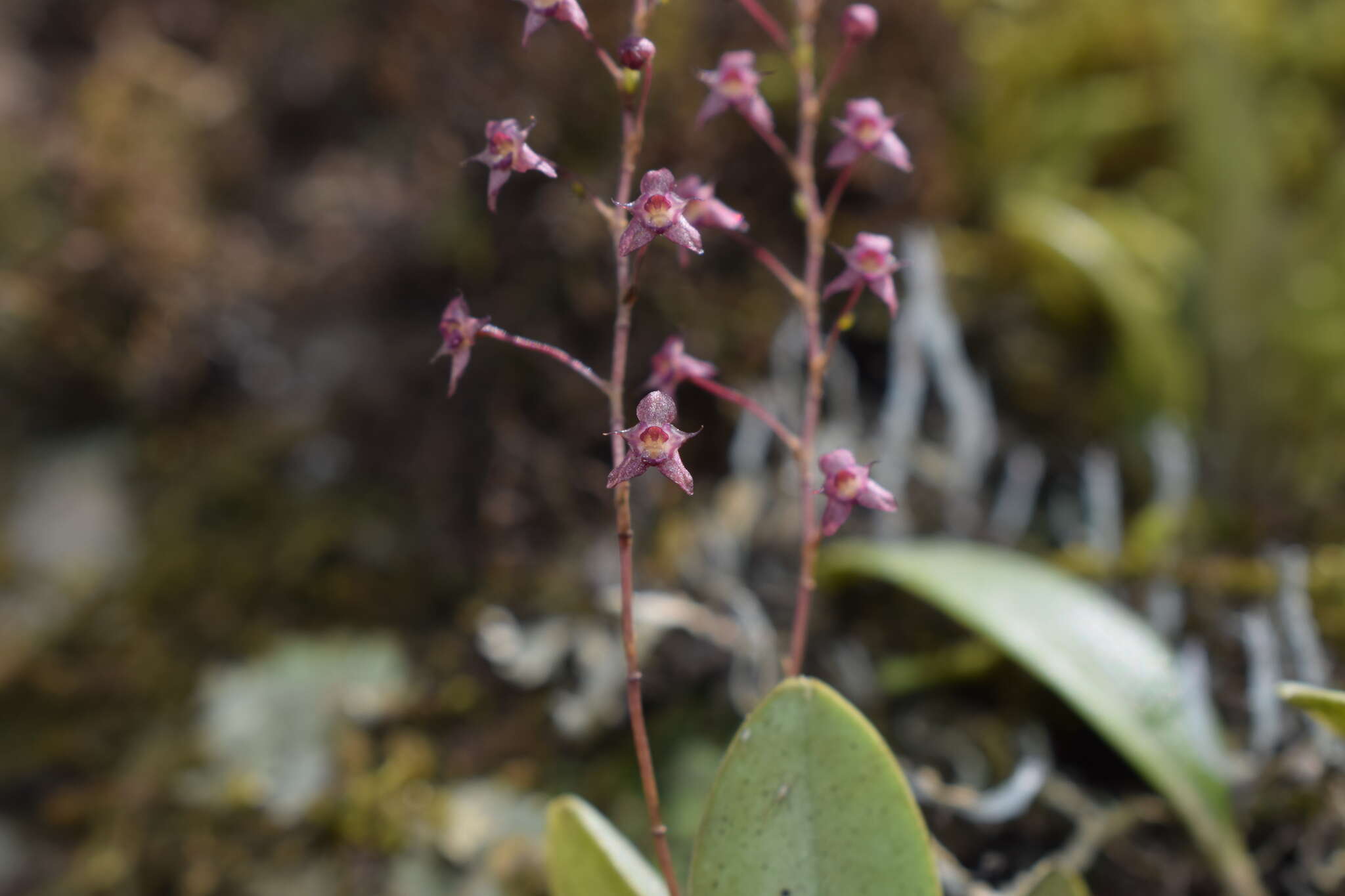 Image de Stelis antennata Garay