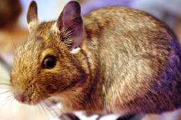 Image of degu